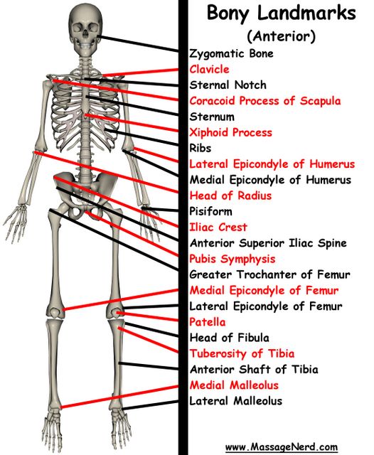 draw-accurate-bones-and-muscle-human-anatomy-drawing-human-body